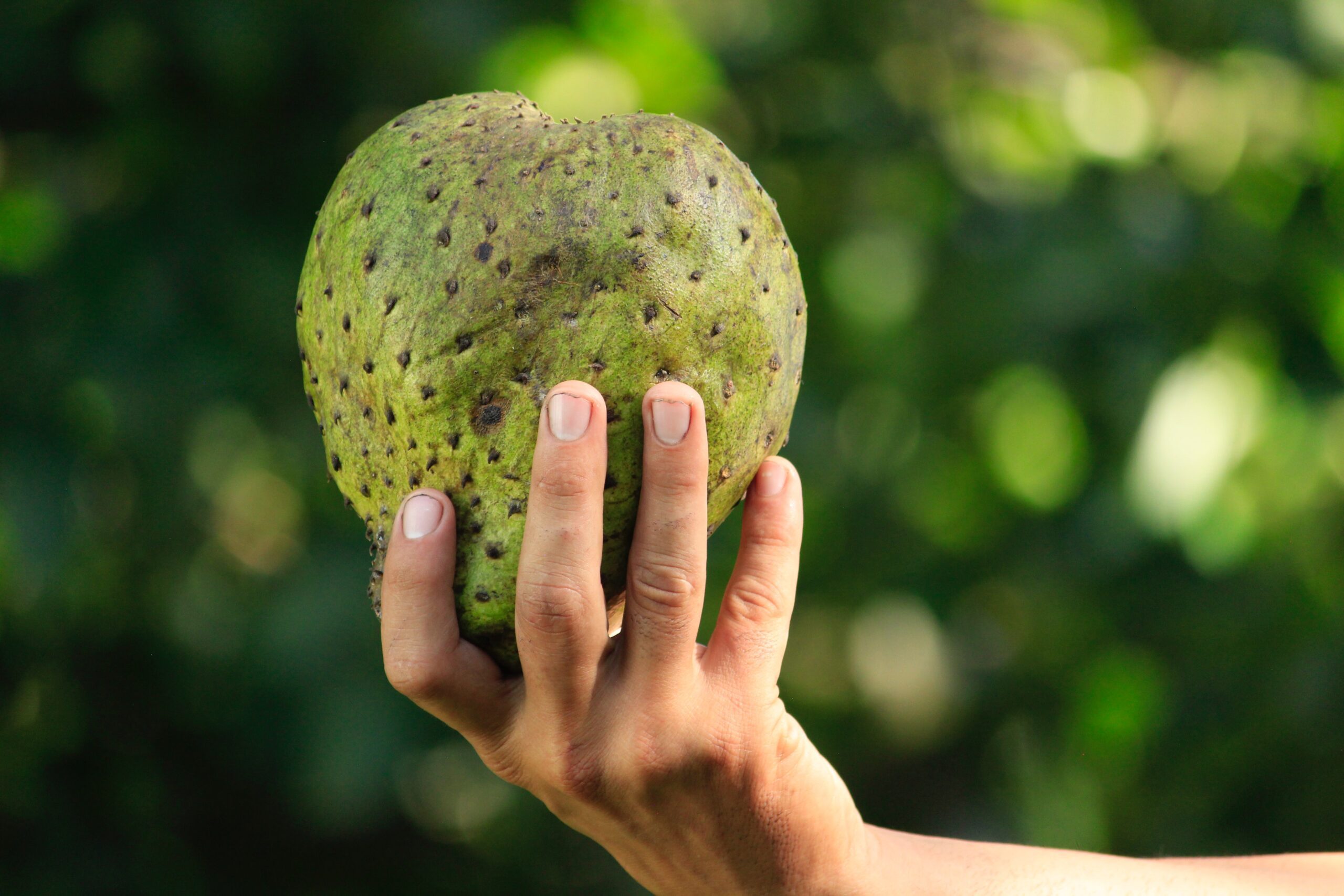 soursop, soursop tea, why is soursop illegal