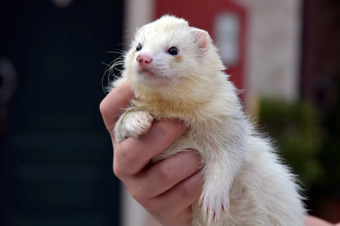 ferrets